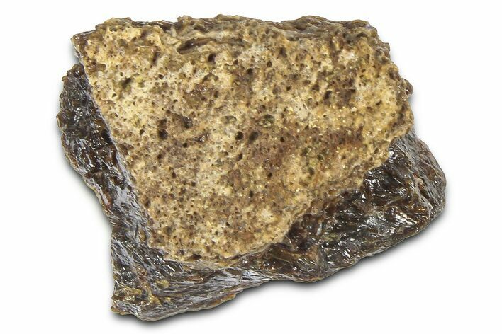 Fossil Tyrannosaur (T rex) Bone Section - Wyoming #382625